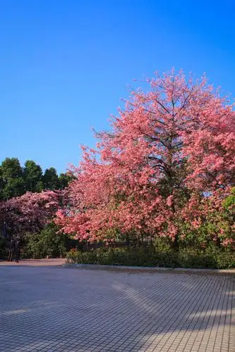 广州大学华软软件学院丝木棉盛开