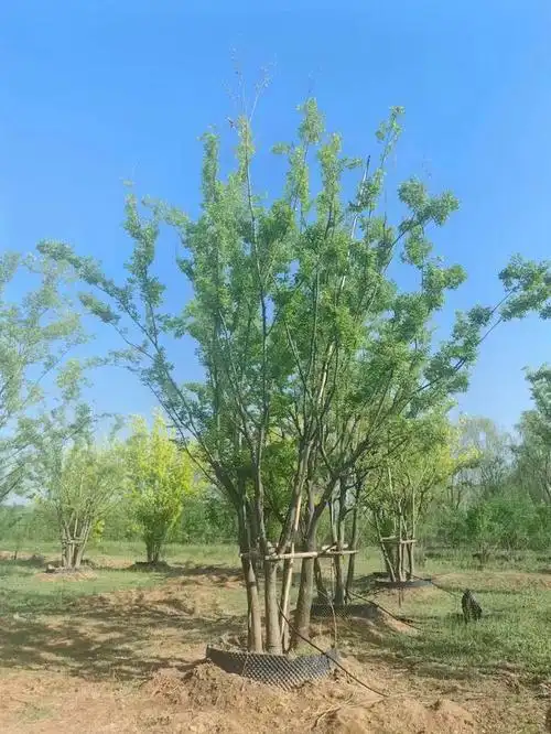 朴树,作为一种植物和一位音乐人的名字,存在两种截然不同的含义.