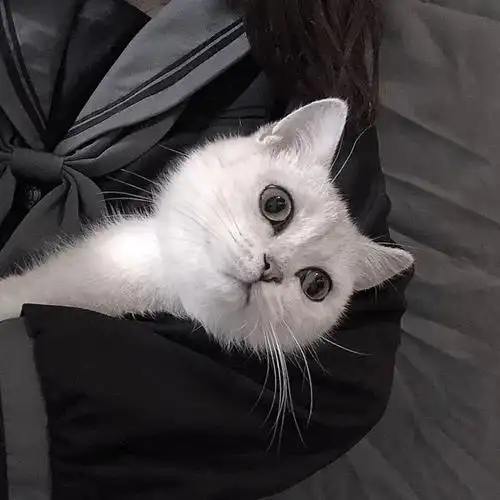 求抱着小动物不露正脸的头像