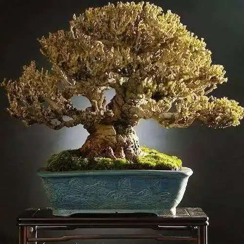 最贵的一盆盆景,树龄已超过一千年,价值无法估量!