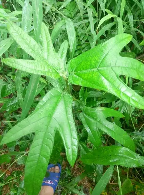 这棵只是"三指毛桃",要分清楚哦