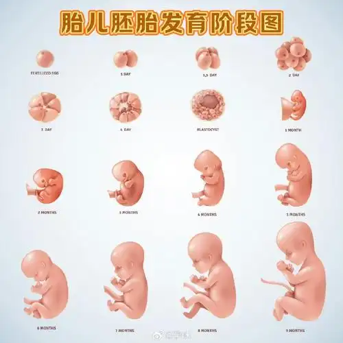 怀孕日记#胎儿胚胎发育阶段图