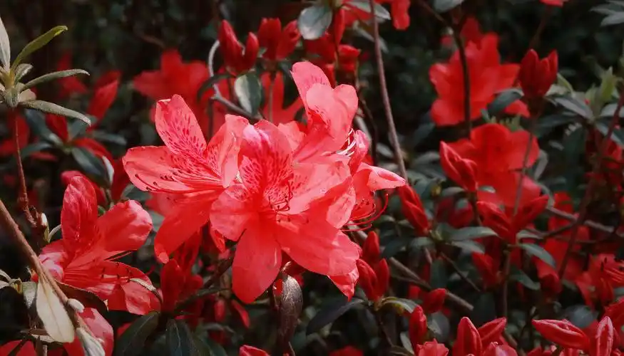 其它 花城看花 红杜鹃 写美篇  "中国红"的意义:红色是中华民族最喜爱