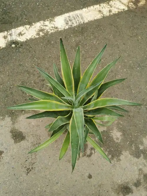 沙生植物金边龙舌兰