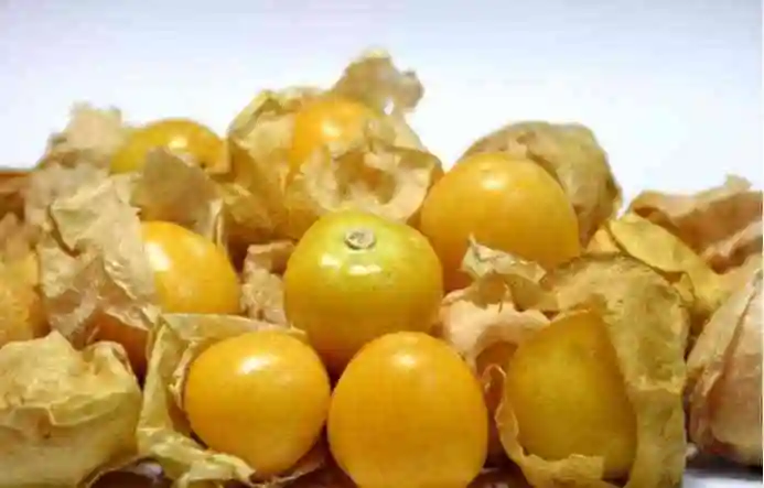 下面小编就来详细介绍一下灯笼果的相关功效吧!