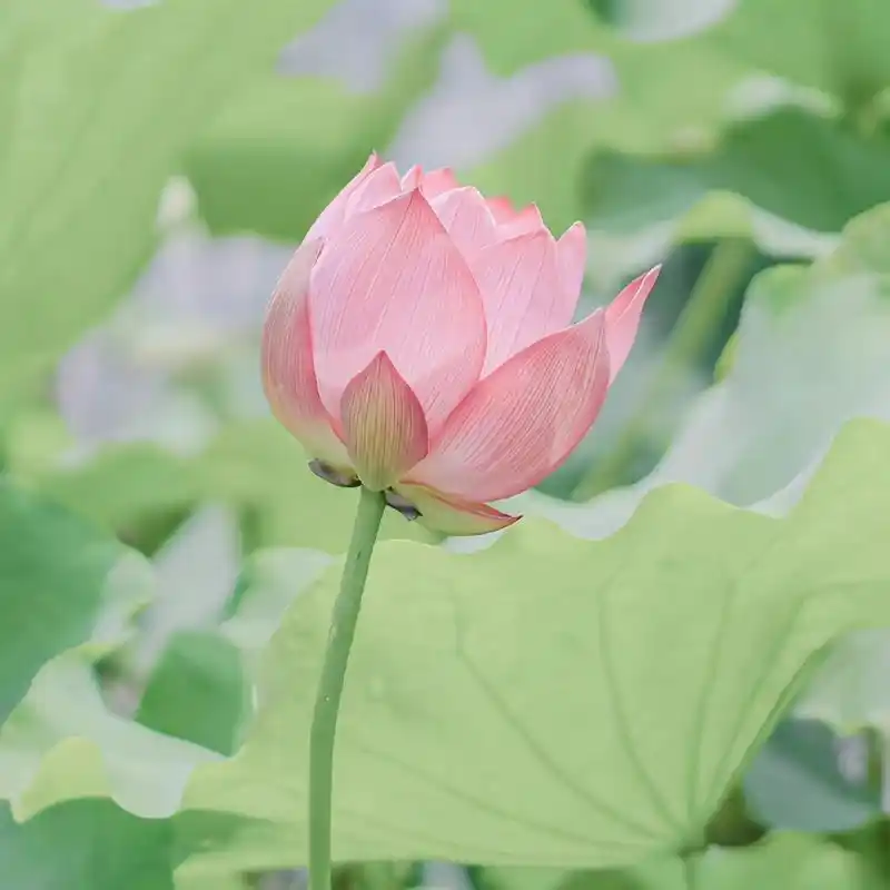 妈妈看了都爱的头像