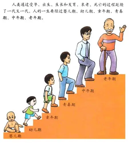 人类在不停的生长,那么人类的生长过程又是什么样的?