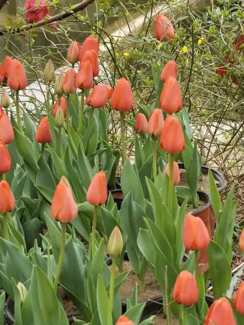 郑州人民公园郁金香花展开幕