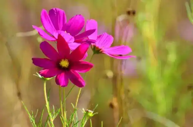 美丽摇曳的格桑花