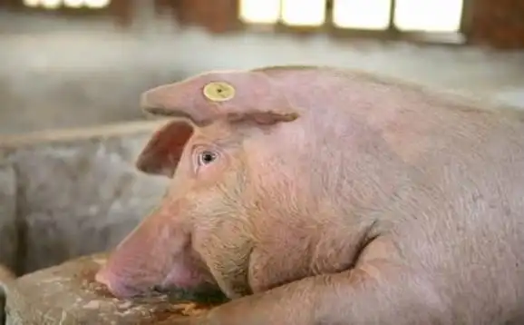 猪为什么要打耳标?猪耳标代表什么意思?
