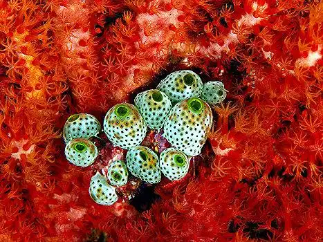 强健,海鞘,珊瑚虫,红色,柳珊瑚目,马尔代夫,亚洲