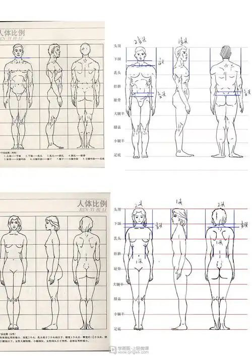 古风插画之人体比例