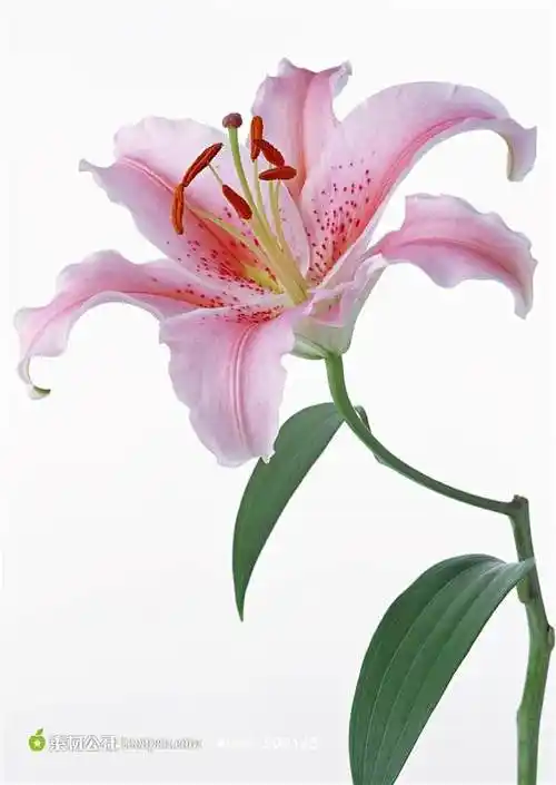 一朵粉色百合花特写背景图片高清图片素材