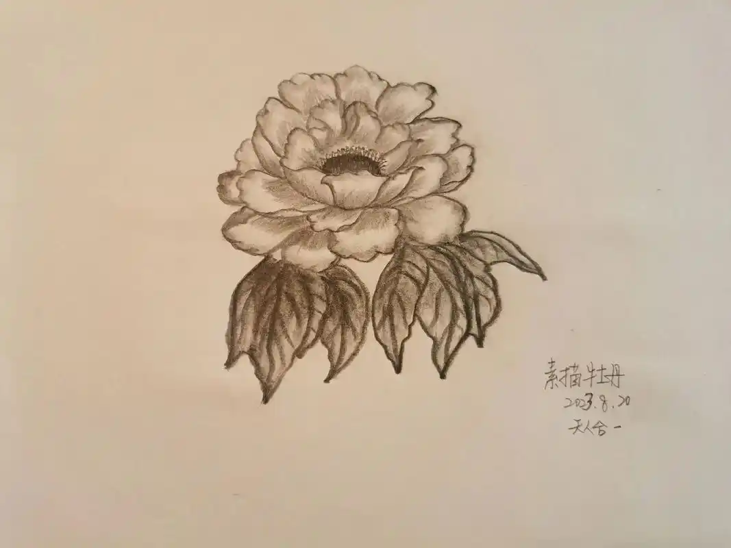 素描画临摹——牡丹花979797.