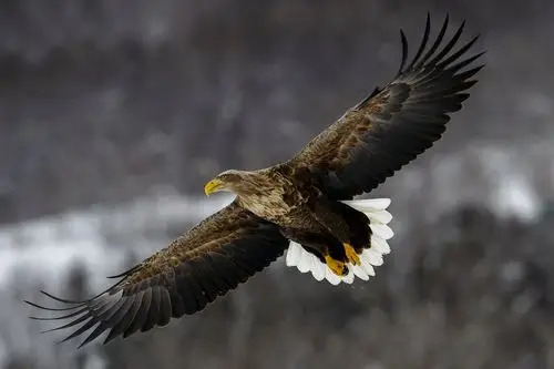 大鹏展翅 - 自然类-摄影大赛2016 - 地理中文网—《国家地理》杂志