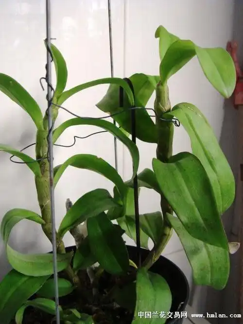 麝香石斛-石斛兰-中国兰花交易网社区
