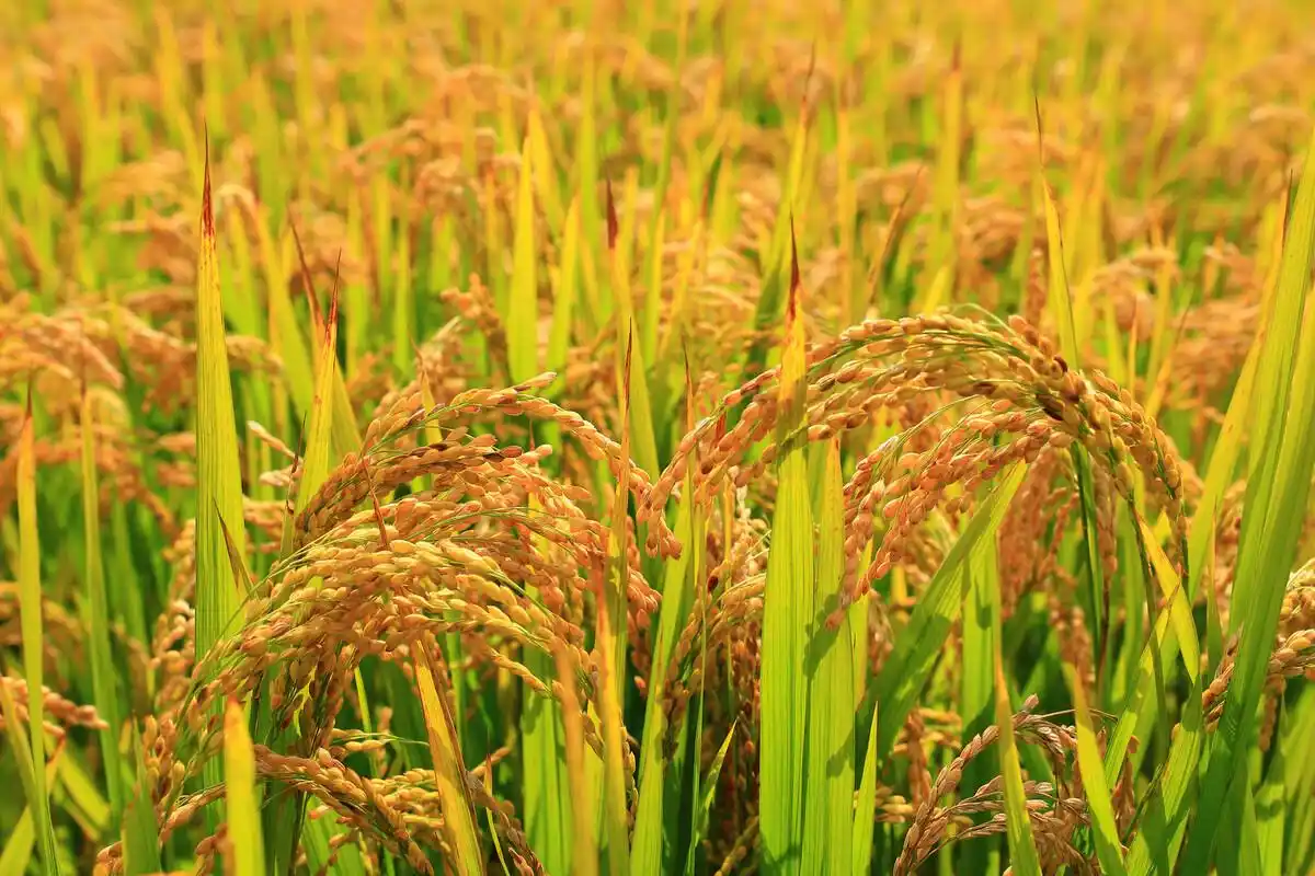 成熟的水稻