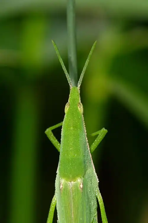 绿色蚱蜢的制作方法