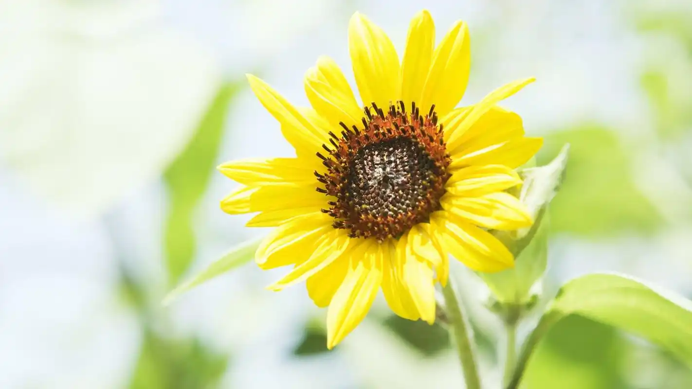黄色清新向日葵