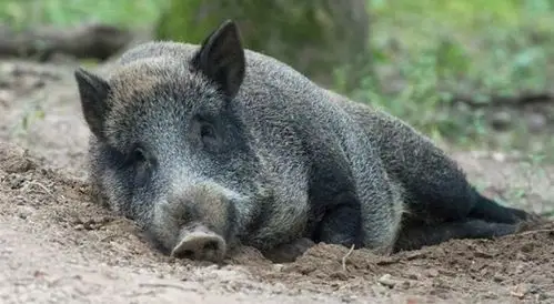 在烂泥里打滚的野猪.