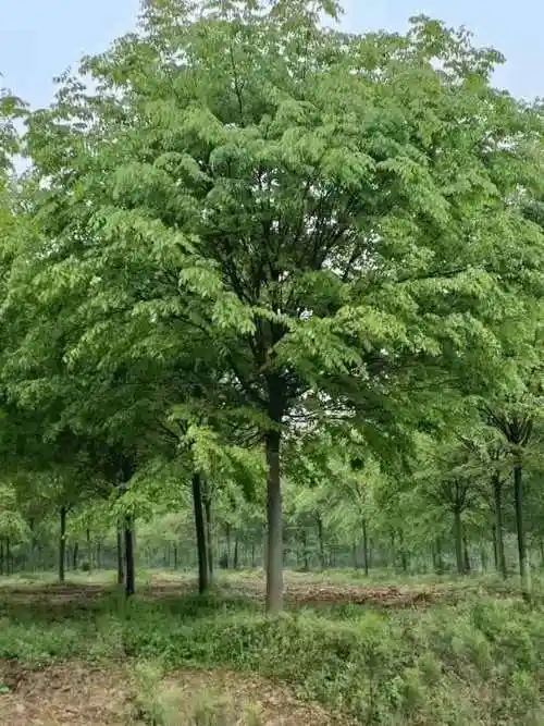 现在13公分榉树14公分榉树15公分榉树价格明细