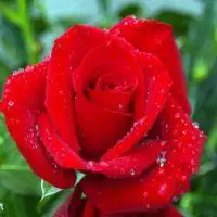 各种颜色的玫瑰花头像图片_微信头像图片大全