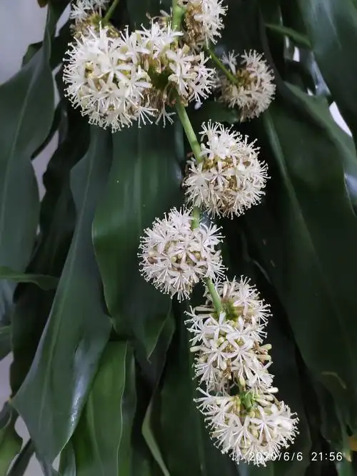 记录巴西木开花全过程(每日一拍) 2020.6.