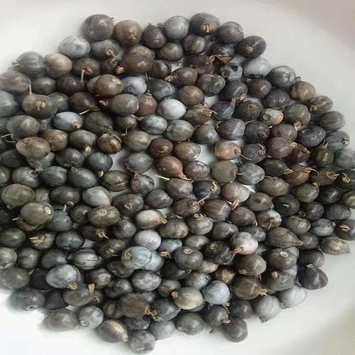 草珠子种子 尿珠子 野生薏苡草 散珠手串手链门帘佛珠子