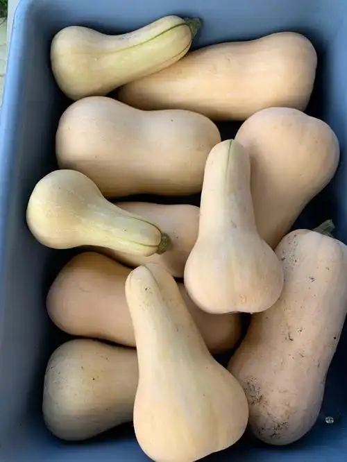 butternut squash奶油南瓜第一年试种浇水就能养活99