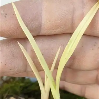 春兰黄草 - 中国兰花交易网