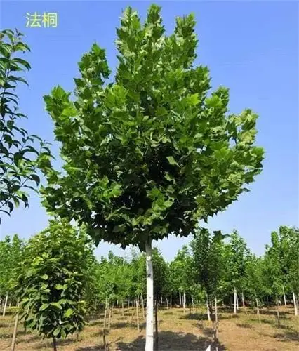 开福27公分法桐树哪里卖