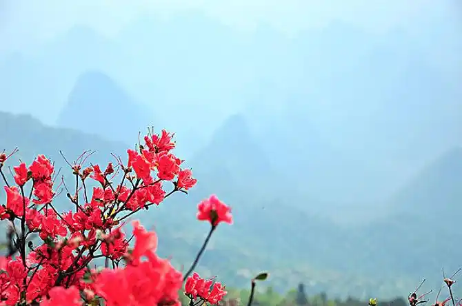 满山遍地映山红