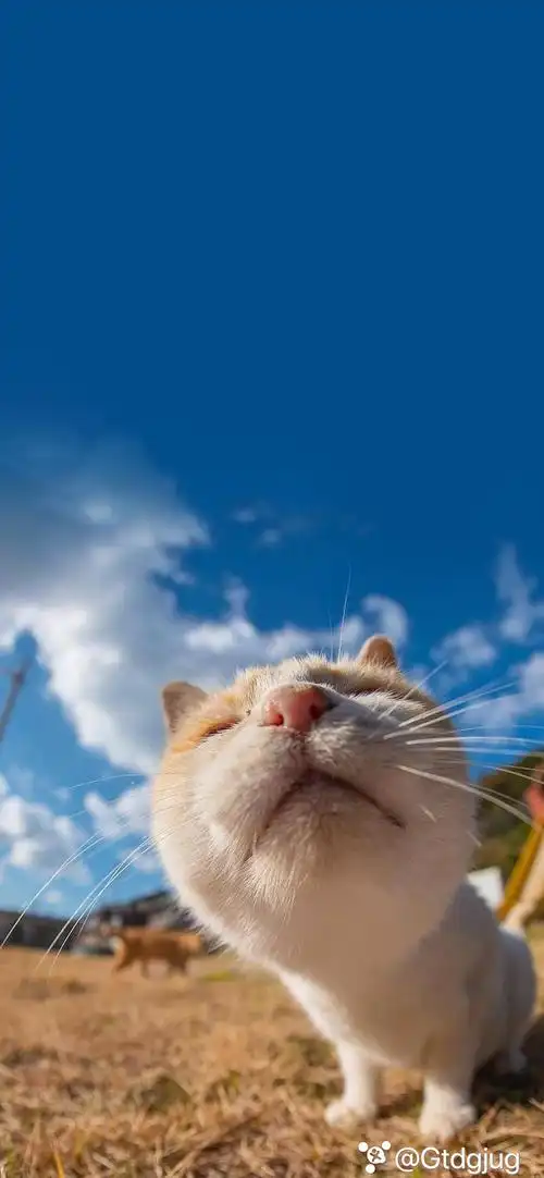 求壁纸.各位大佬.-iphone xs