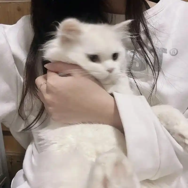 女生头像 #猫头像#女生抱猫头像 "我敬佩简单的快乐,那是 - 抖音