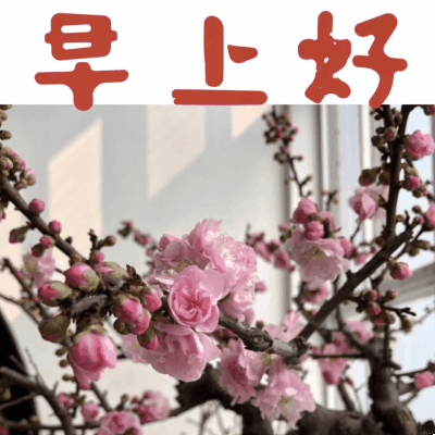 190306早上好背景是中山公园的梅花