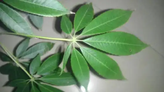 木棉幼树的树干通常有圆锥状的粗刺;分枝平展.