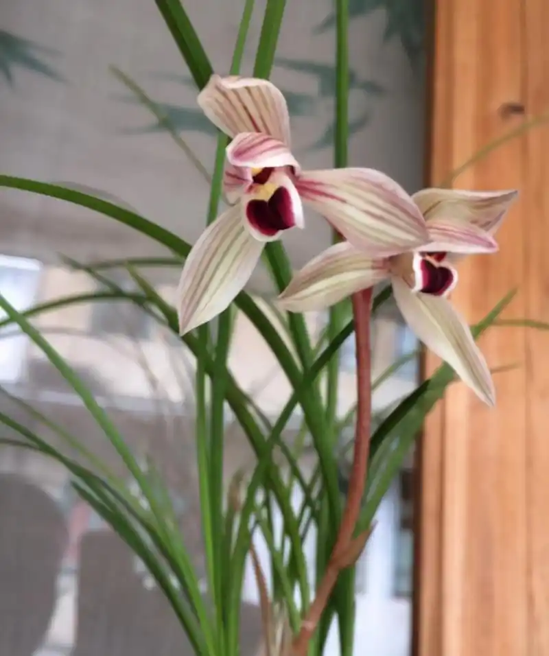 它是莲瓣兰十大名品之一"心心相印",花姿优美香气足,寓意美好