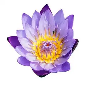 白色背景上分离的莲花. 白色背景下紫色睡莲的俯视图照片