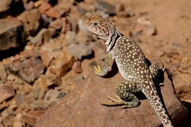 这10种漂亮的蜥蜴你见过吗
