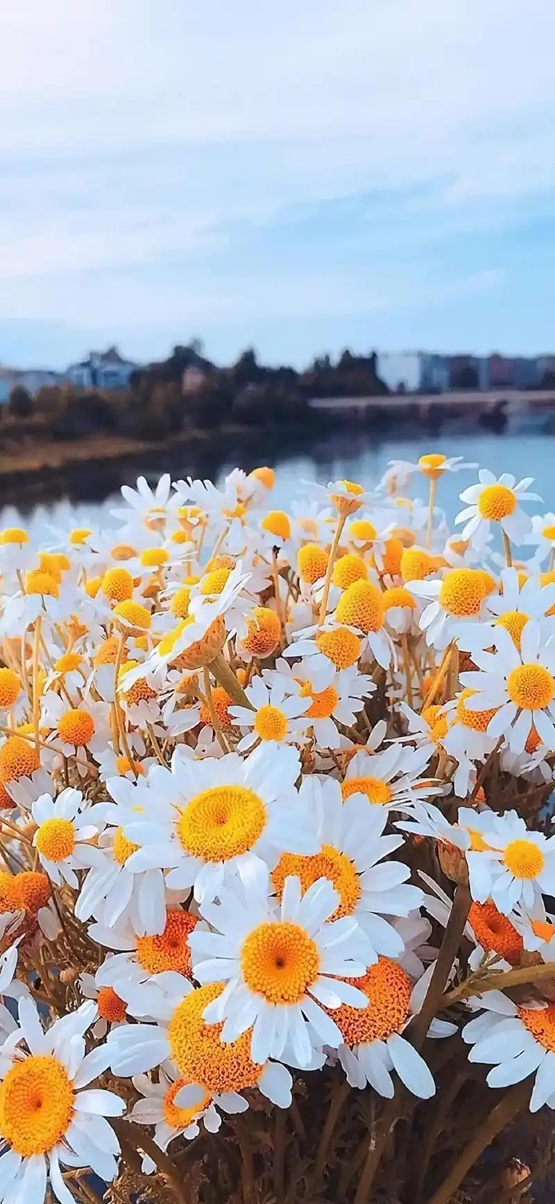 「壁纸」唯美风景‖你和三月,都是春天