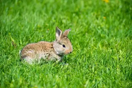 可爱的兔子与花蒲公英坐在草丛中.动物自然栖所, 生活在草甸.