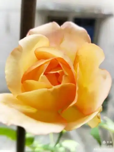 黄玫瑰~幸运之花