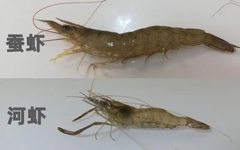 这种容易与河虾混淆的野生海虾,您会分吗?它的鲜味辣椒都盖不住_哔哩