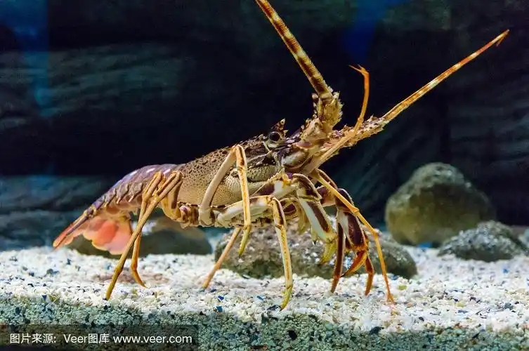 五颜六色的热带岩石龙虾水下