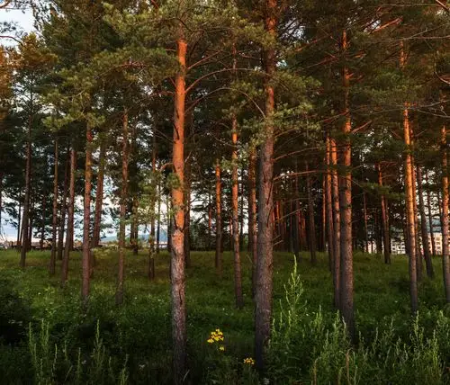 走进巍巍的大兴安