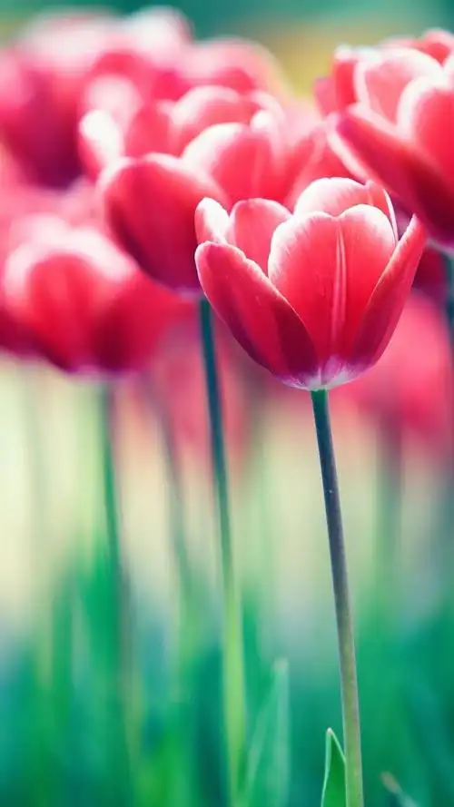 4 5 ( 2 人评分) 所属分类:鲜花  , 郁金香 标签: 红色鲜花郁金香背景