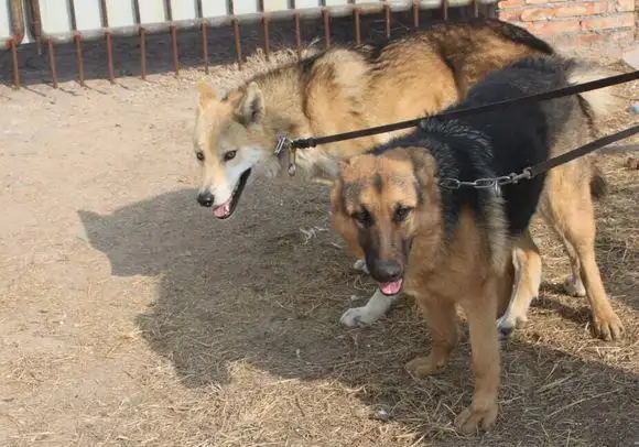 狼狗杂交,第三代混血狼好帅(和狼杂交的狗)