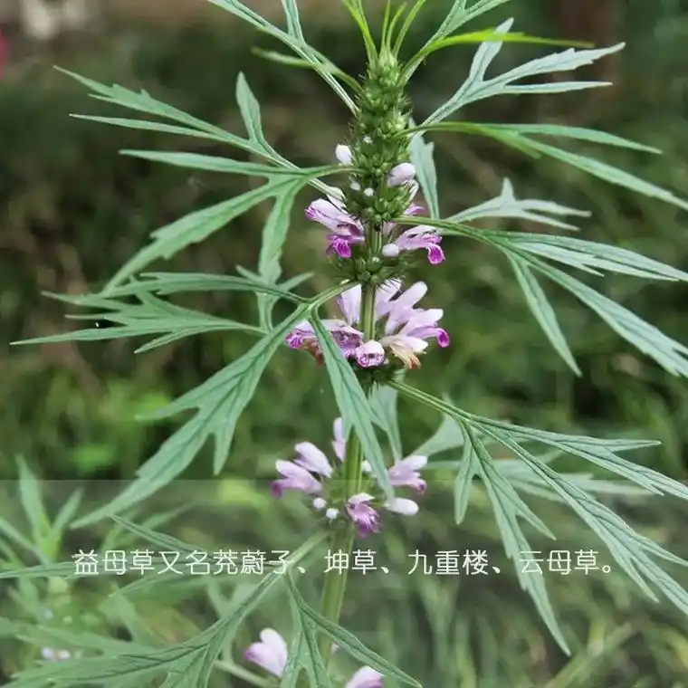 益母草又名茺蔚子,坤草,九重楼,云 - 抖音