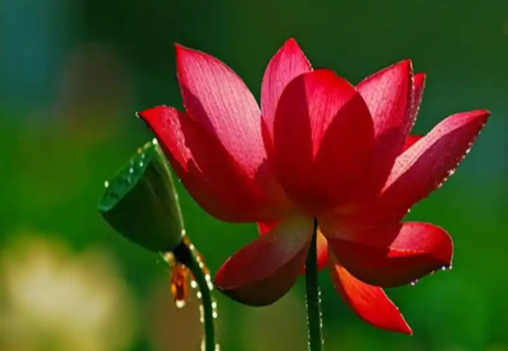 其它 荷花—映日荷花别样红 写美篇《莲花》【唐】温庭荺 绿塘摇滟接