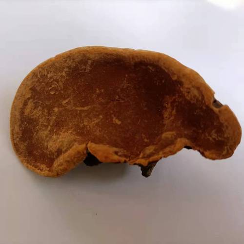 西藏野生桑树桑黄整朵野生灵芝桑黄正品代打粉切片